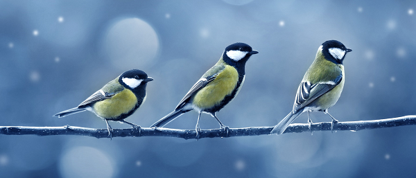 2019_12_Newsletter_header_birds_600